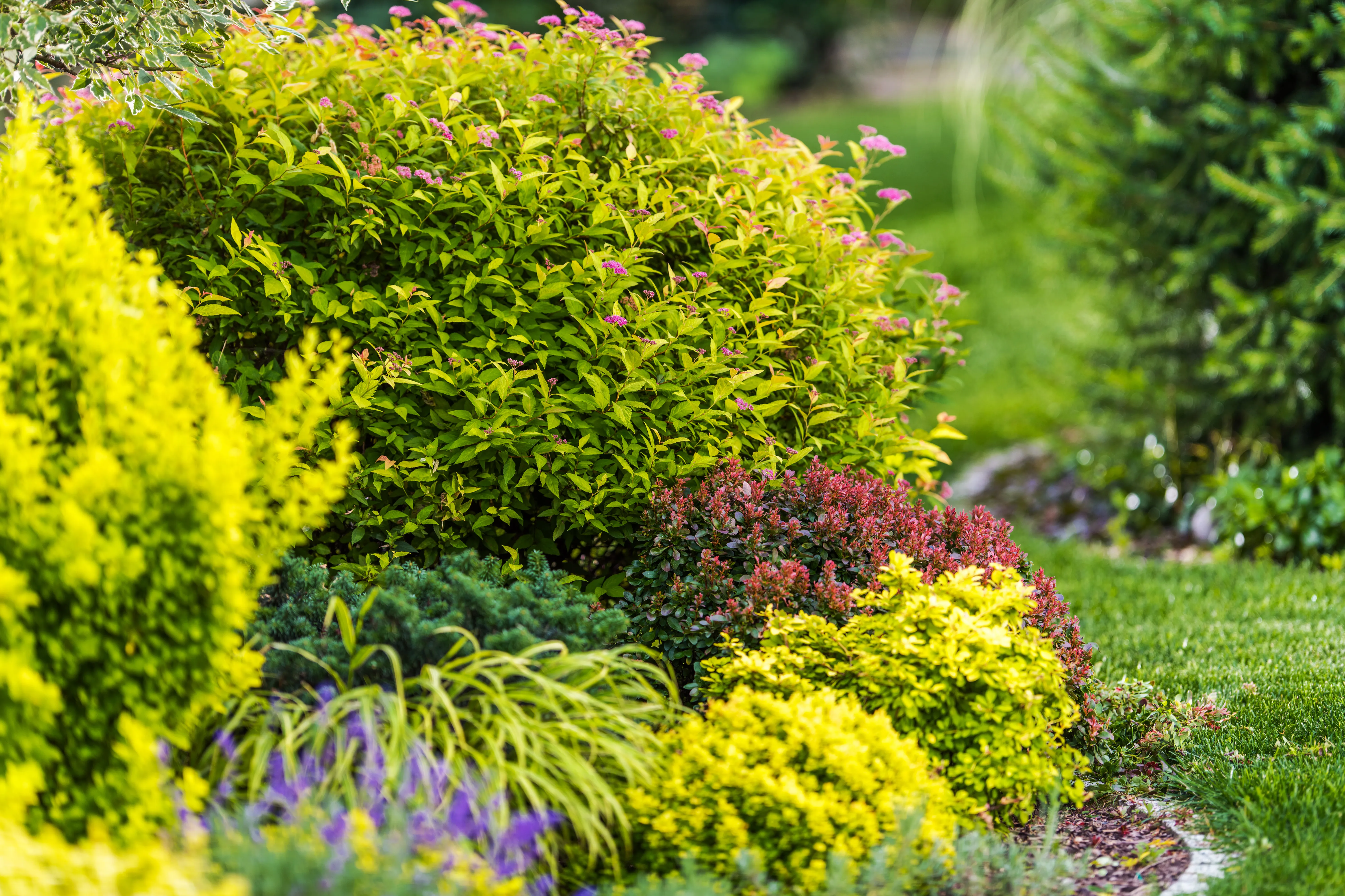 What Are the Best Low-Maintenance Shrubs
