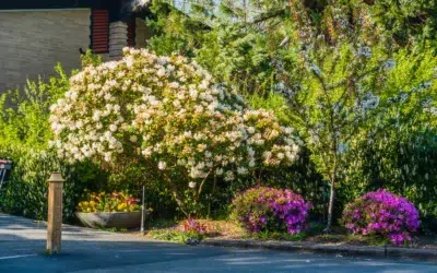 What shrubs look best in front of a house 2 What Shrubs Look Best in Front of a House: Stunning Curb Appeal Ideas that Actually Work
