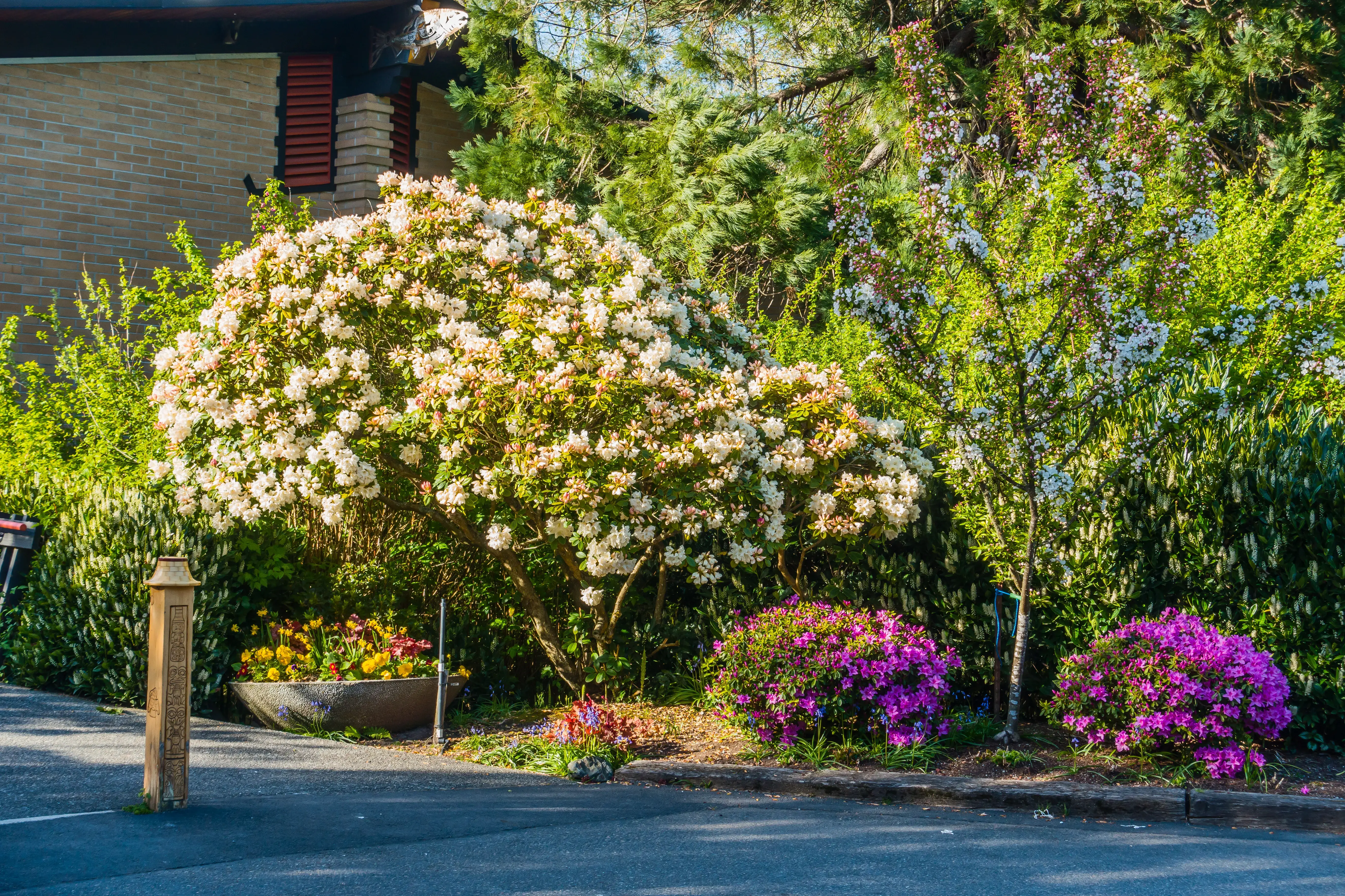 What shrubs look best in front of a house