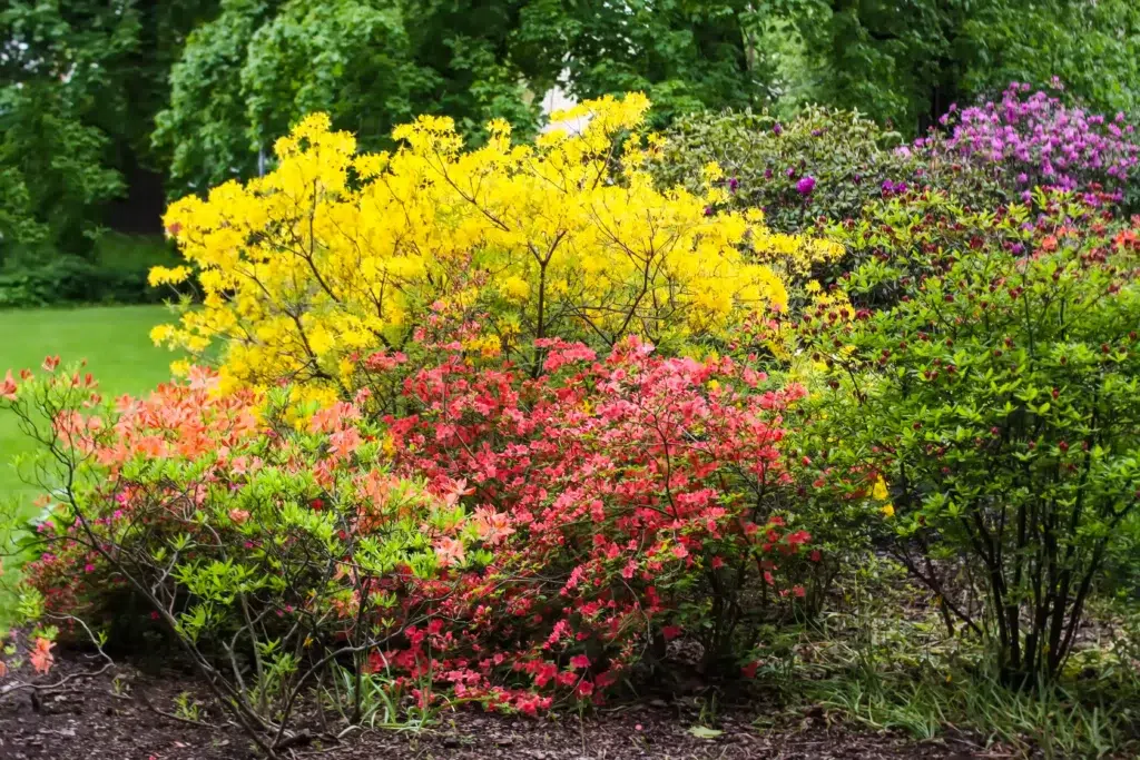 What shrubs look good all year long