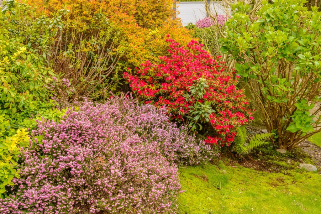 What shrubs look good all year long