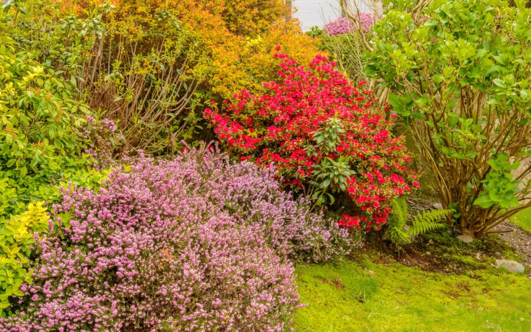 What Shrubs Look Good All Year Long (Top Picks for Stunning, Low-Maintenance Yards)