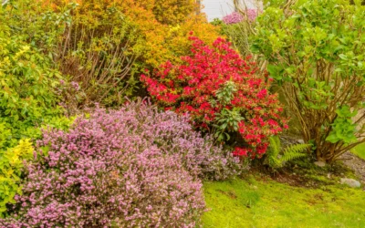 What Shrubs Look Good All Year Long (Top Picks for Stunning, Low-Maintenance Yards)