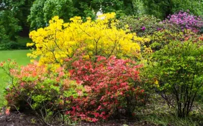 What shrubs look good all year long What Shrubs Look Good All Year Long (Top Picks for Stunning, Low-Maintenance Yards)