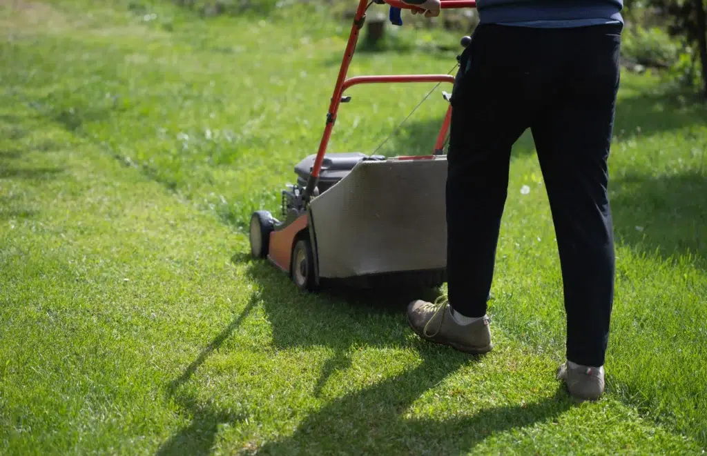 When should you use a lawn care service
