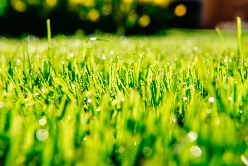 How often should lawns be fertilized in Allen TX climate