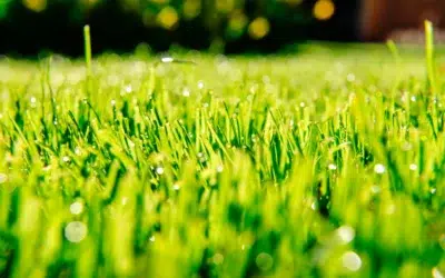 How often should lawns be fertilized in Allen TX climate 2 How Often Should Lawns Be Fertilized in Allen TX Climate: The Smart Schedule for a Healthy Green Lawn