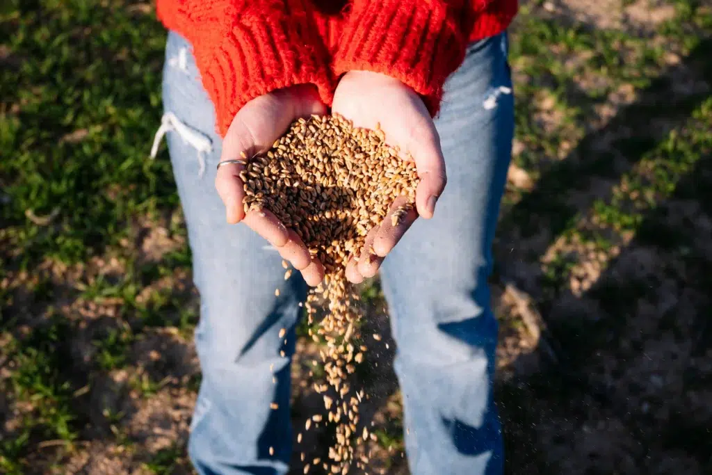How to choose a fertilization service in Allen