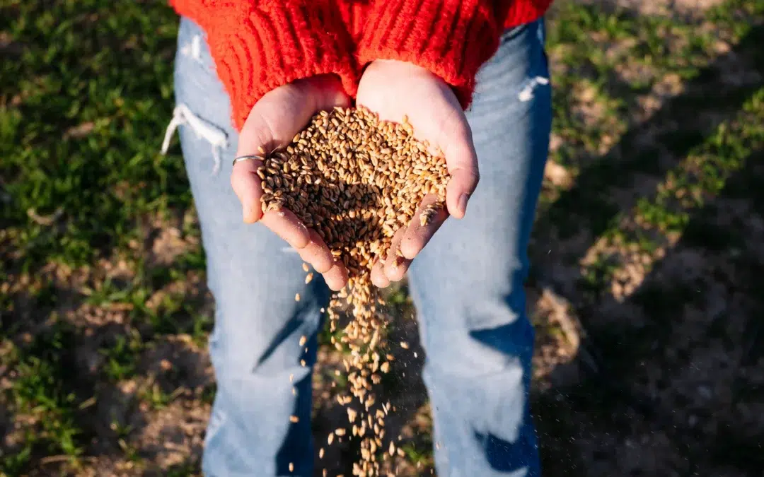 How to Choose a Fertilization Service in Allen: Expert Tips for a Healthier, Greener Lawn