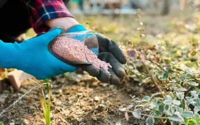 Where to find organic fertilization services in Allen TX 2 Where to Find Organic Fertilization Services in Allen TX: Proven Ways to Get a Healthier, Greener Lawn Naturally