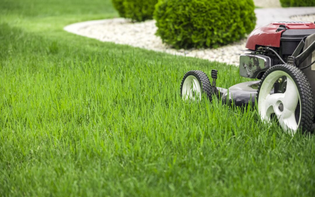 What Affordable Lawn Care Should Include (And What It Shouldn’t)