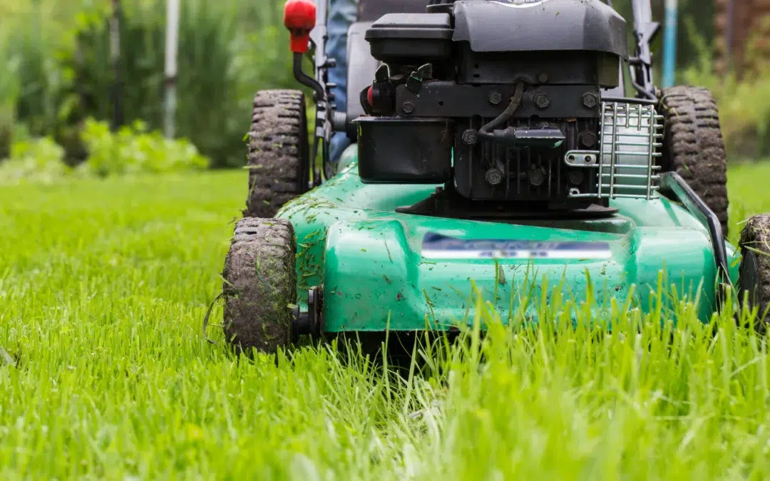 Yard Cleanup: What It Includes and When You Need It