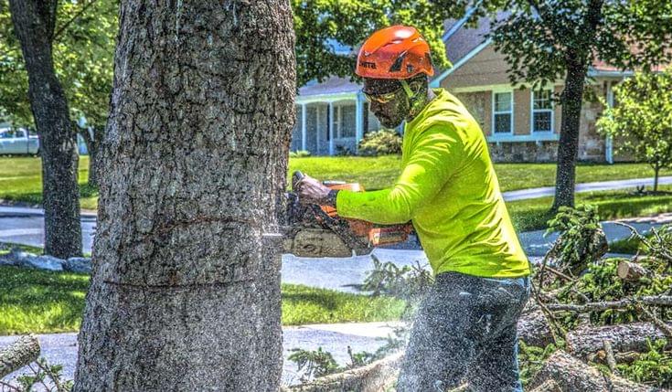 Cut Tree Protection When To Cut Back Trees: Expert Pruning Tips